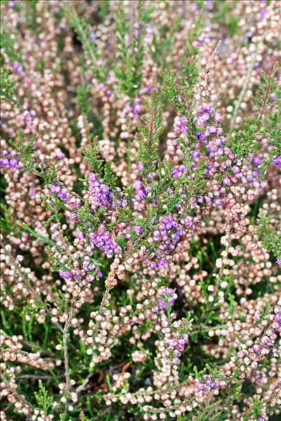 Calluna vulgaris Tib