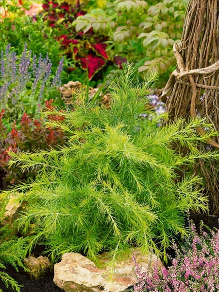 Cedrus deodara Golden Horizon