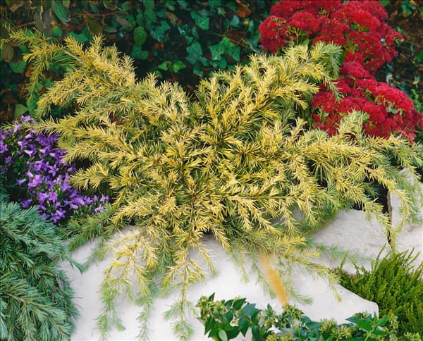 Cedrus deodara Golden Horizon
