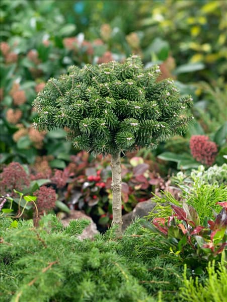 Abies koreana Cis