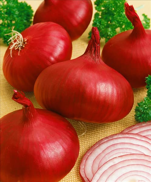 Zwiebel / Allium cepa var. cepa Braunschweiger Dunkelblutrote
