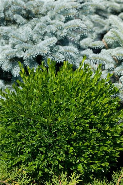 Buxus sempervirens Blauer Heinz