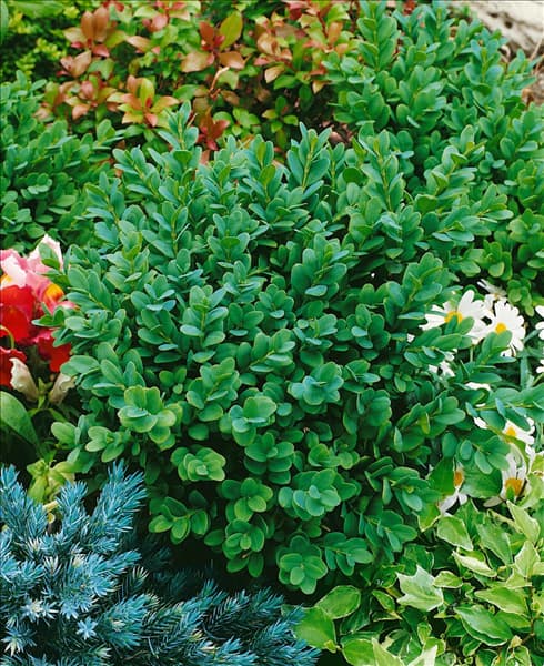 Buxus sempervirens Blauer Heinz