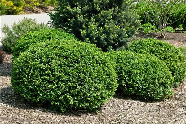 Buxus sempervirens Blauer Heinz