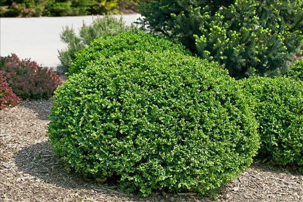 Buxus sempervirens Blauer Heinz