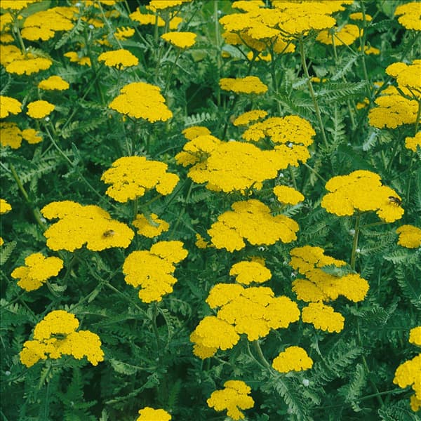 ACHILLEA TOMENTOSA