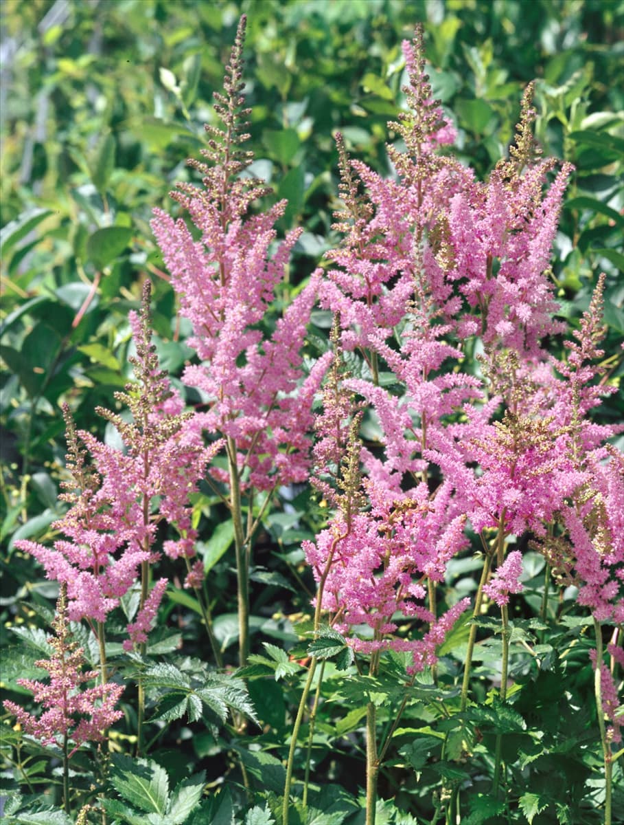 Astilbe chinensis Heart and Soul