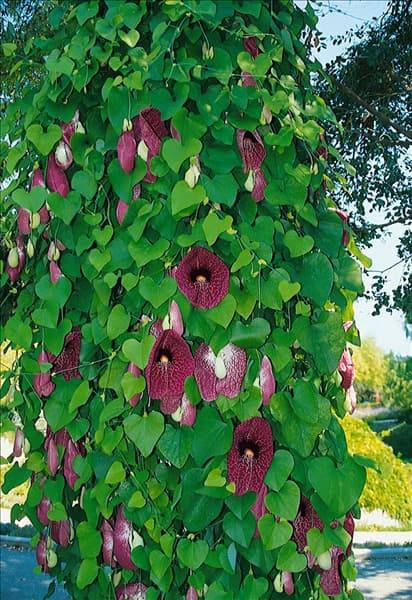 Aristolochia littoralis