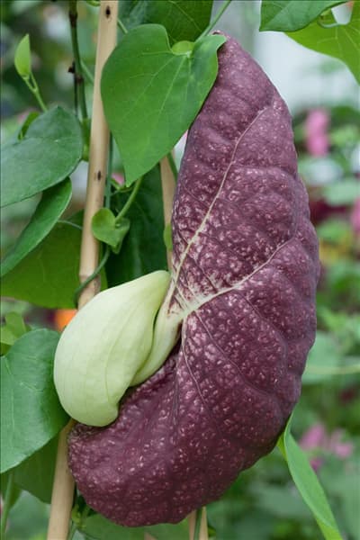 Aristolochia littoralis
