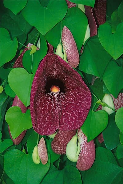 Aristolochia littoralis
