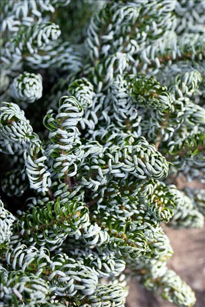 Abies koreana Kohout's Icebreaker ®