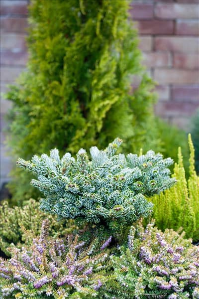 Abies koreana Kohout's Icebreaker ®