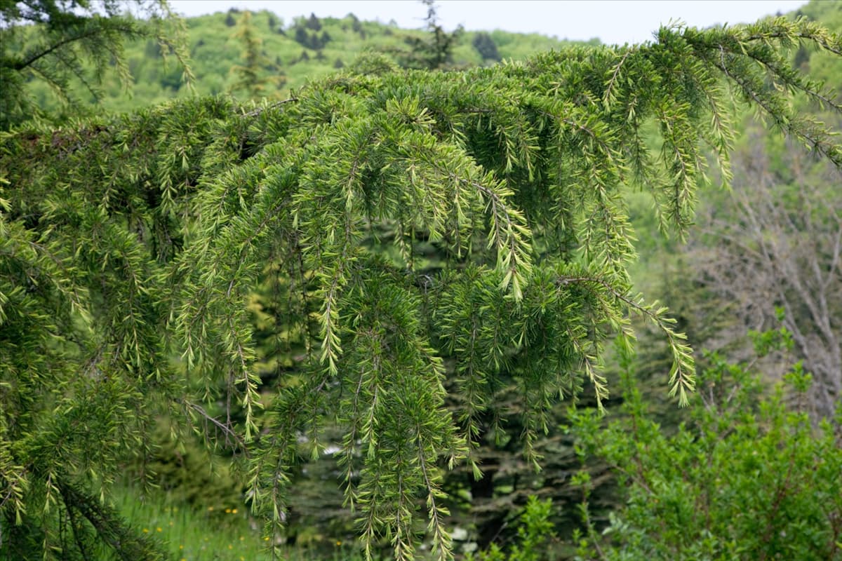 Cedrus libani Atlantica Aurea