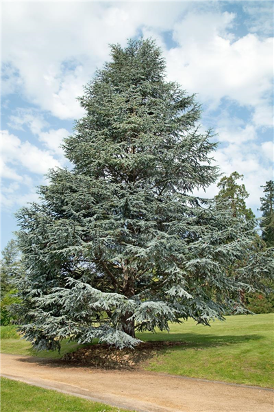 Cedrus libani Glauca