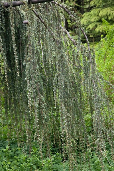 Cedrus libani ssp. atlantica Glauca Pendula