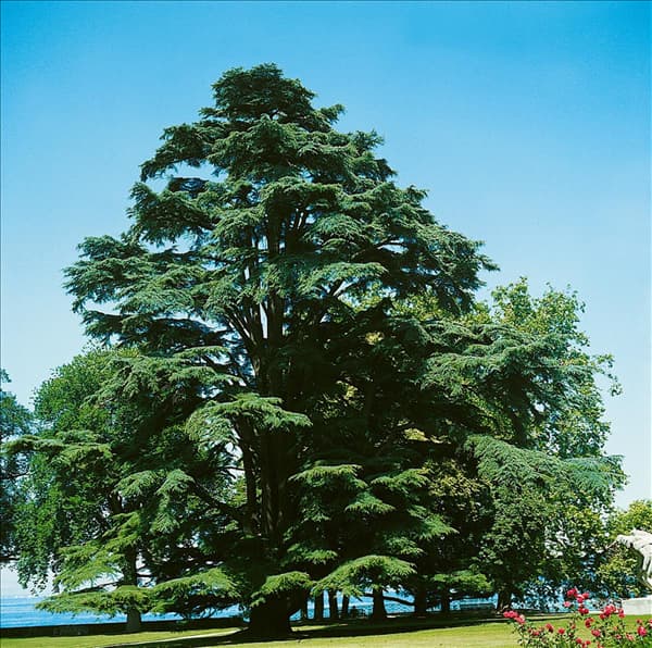 CEDRUS LIBANI