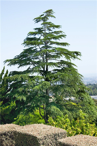 Cedrus libani
