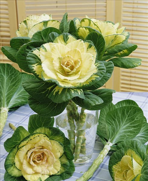 Brassica oleracea var. acephala Sunrise