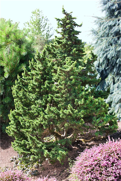 Cedrus libani Green Knight