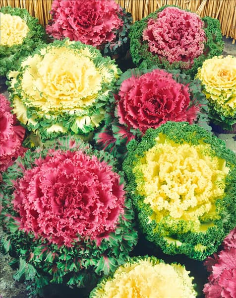 Brassica oleracea var. acephala