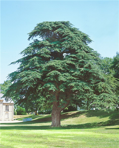 Cedrus libani