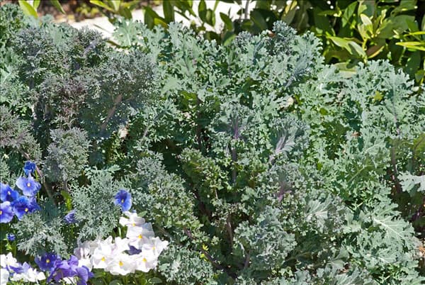 Brassica oleracea var. acephala Wild Kale Mix