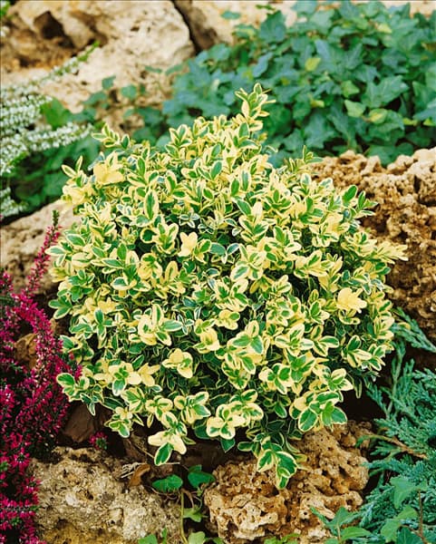 Buxus sempervirens Elegantissima