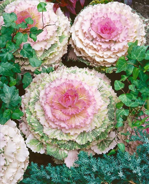 Brassica oleracea var. acephala Victoria Pigeon F1