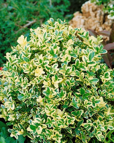 Buxus sempervirens Elegantissima