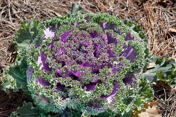 Brassica oleracea var. acephala Nagoya Rose