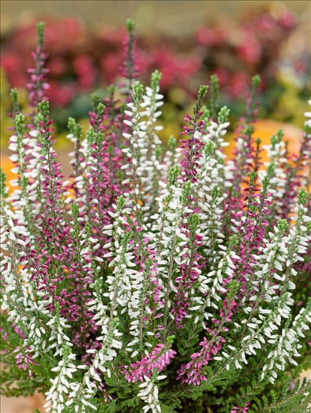 Calluna vulgaris Twin Girls