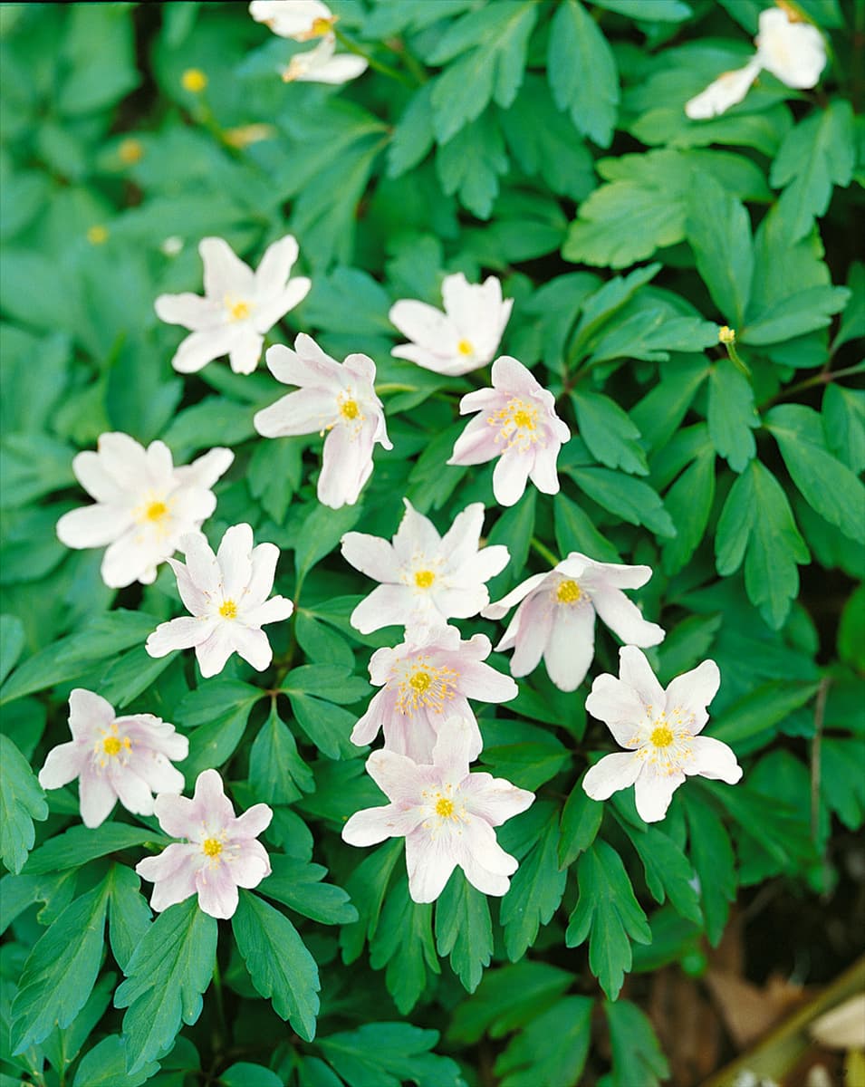 Anemone nemorosa
