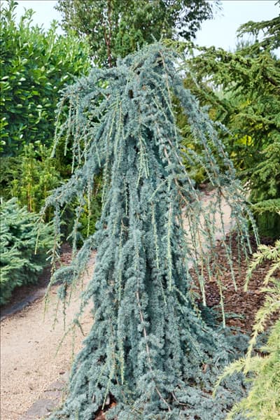Cedrus atlantica Glauca Pendula