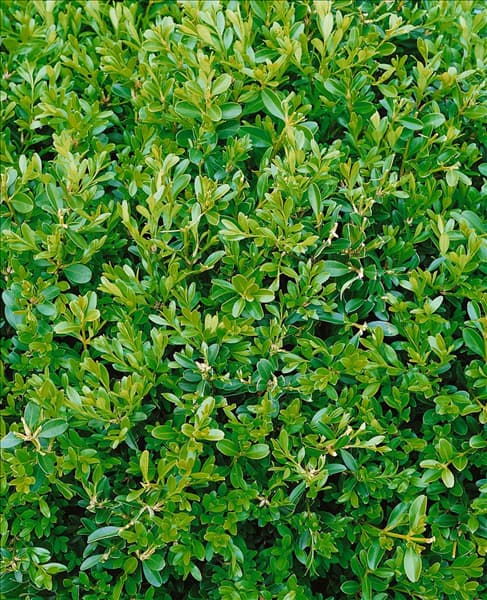 Buxus microphylla Herrenhausen