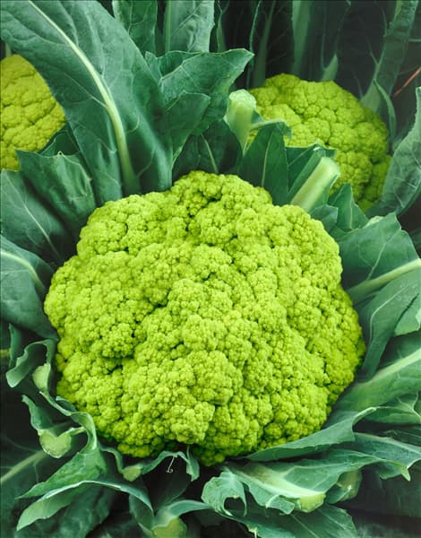 Brassica oleracea var. botrytis Verde di Macerata