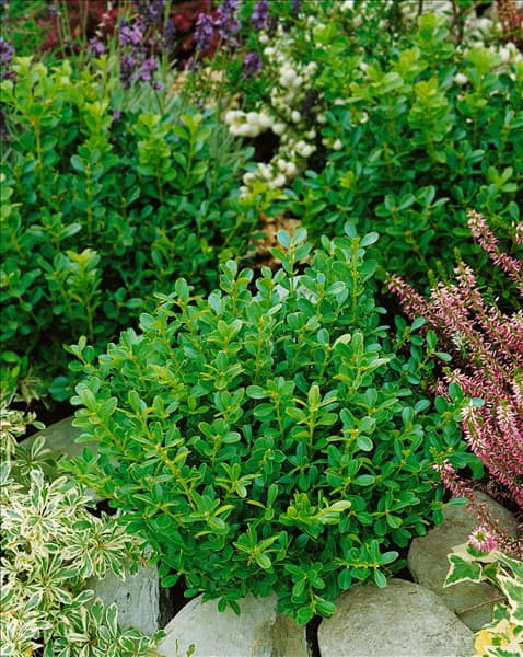Buxus microphylla Herrenhausen