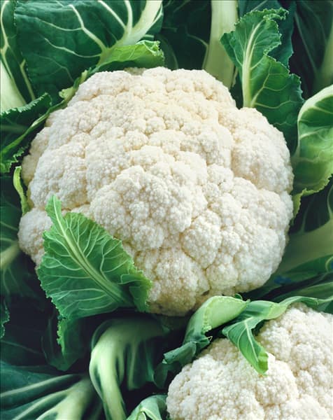 Brassica oleracea var. botrytis