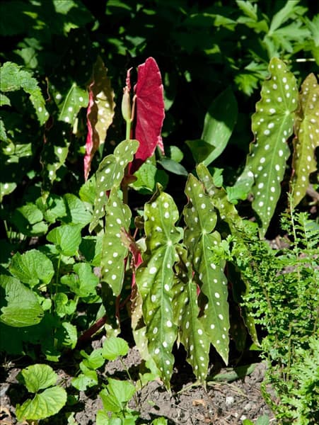 Begonia maculata