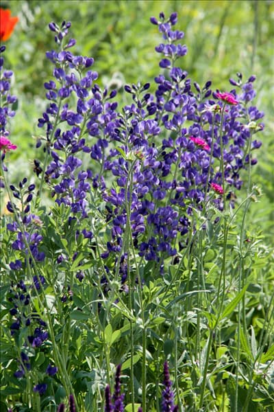 Aconitum napellus