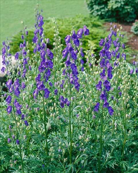 Aconitum napellus
