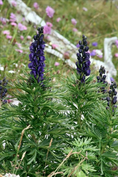 Aconitum napellus