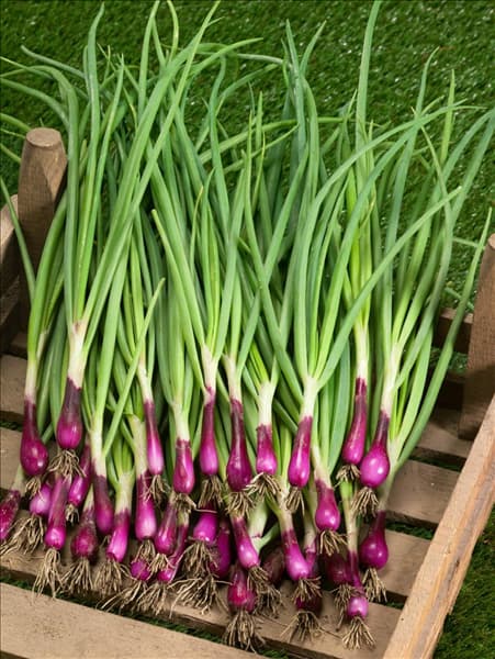 Allium cepa var. cepa Krasnoe Pero