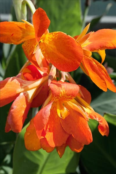 Canna indica 'La Boheme'