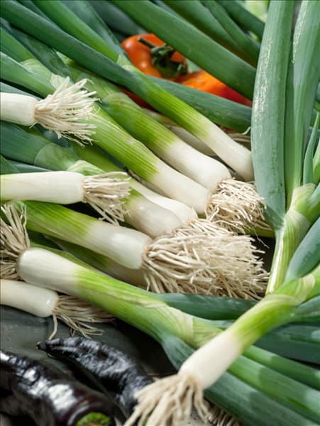 Allium cepa var. cepa Bojarin