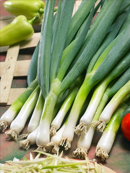 Allium cepa var. cepa Feast F1