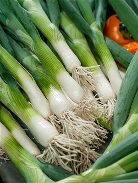 Allium cepa var. cepa Bojarin
