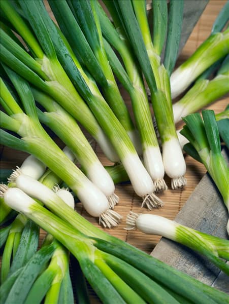 Allium cepa var. cepa Parade