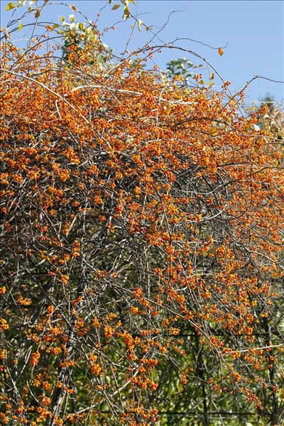 Celastrus orbiculatus