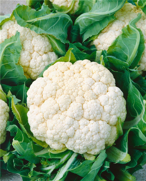 Brassica oleracea var. botrytis 'Dalton'