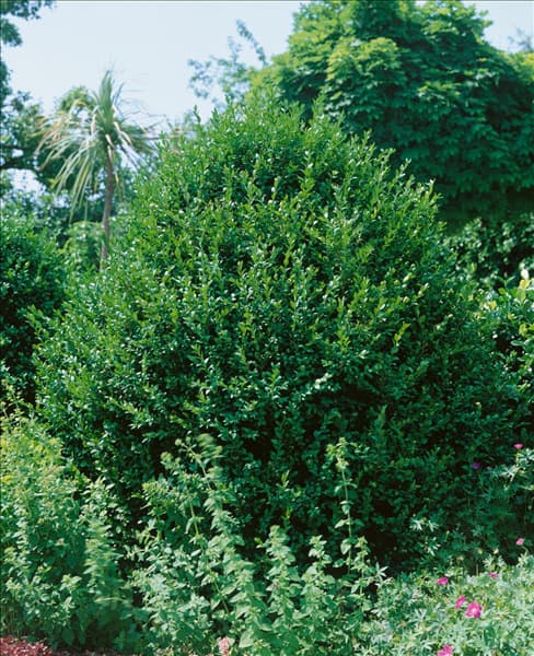 BUXUS sempervirens Arborescens